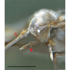 /filer/webapps/moths_gc/media/images/F/furcata_Phyllocnistis_HT_head_Cerdena-et-al_2020_127.jpg