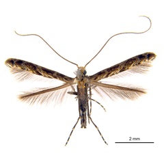 /filer/webapps/moths_gc/media/images/O/oxyloga_Diphtheroptila_AF_NULT025178.jpg