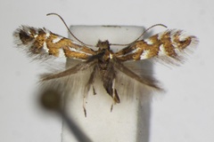 Phyllonorycter quinqueguttella