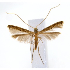 /filer/webapps/moths_gc/media/images/G/glochidia_Diphtheroptila_PT13_ANIC.jpg