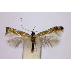 /filer/webapps/moths_gc/media/images/B/basistrigella_Phyllonorycter_A_BMNH.jpg