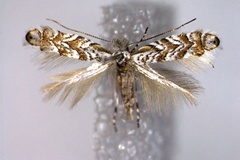 Triberta helianthemella