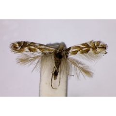 /filer/webapps/moths_gc/media/images/C/carpinicolella_Phyllonorycter_ST_BMNH.jpg