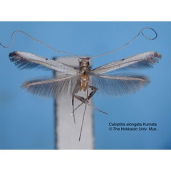 /filer/webapps/moths_gc/media/images/E/elongata_Caloptilia_HT_EIHU.jpg