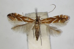 Phyllonorycter leucographella