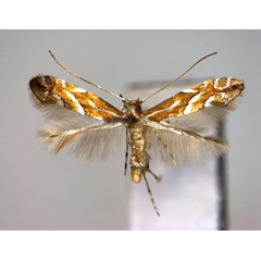 /filer/webapps/moths_gc/media/images/L/lyoniae_Phyllonorycter_A_EIHU.jpg