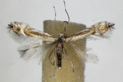 Phyllocnistis saligna