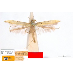 /filer/webapps/moths_gc/media/images/T/thiophylla_Caloptilia_HT_ANIC.jpg