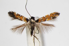 Hyloconis desmodii