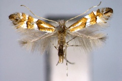 Phyllonorycter watanabei