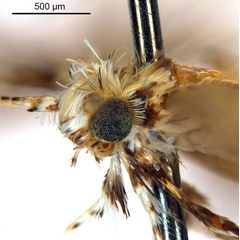 /filer/webapps/moths_gc/media/images/L/labyrinthica_Stomphastis_AF1_head2_DePrins-etal_2025_256-.jpg