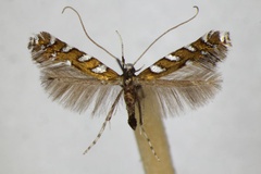 Sauterina hofmanniella