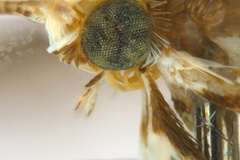 Diphtheroptila breynella