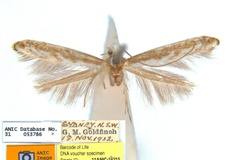 Epicephala zalosticha