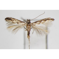 /filer/webapps/moths_gc/media/images/I/issikii_Phyllonorycter_A_ZSM_2.jpg