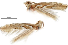 Phyllonorycter leucothorax