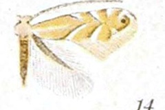 Phyllonorycter ostryaefoliella