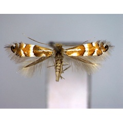 /filer/webapps/moths_gc/media/images/U/ulmifoliella_Phyllonorycter_A_EIHU.jpg