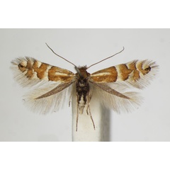 /filer/webapps/moths_gc/media/images/U/ulmifoliella_Phyllonorycter_A_ZSM_3.jpg