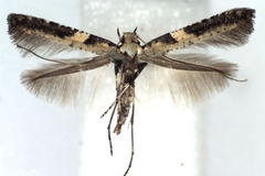 Caloptilia mandschurica
