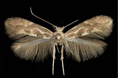 Phyllonorycter connexella