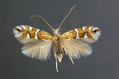Phyllonorycter anderidae