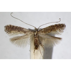 /filer/webapps/moths_gc/media/images/F/fagivora_Parornix_A_ZSM.jpg