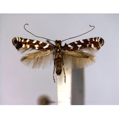 /filer/webapps/moths_gc/media/images/P/pfaffenzelleri_Callisto_A_EIHU.jpg