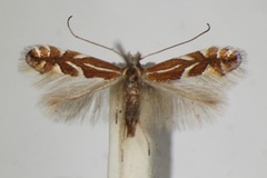 Phyllonorycter cydoniella
