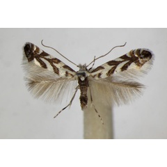 /filer/webapps/moths_gc/media/images/G/geniculella_Phyllonorycter_A_ZSM.jpg