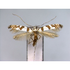 /filer/webapps/moths_gc/media/images/C/corticicola_Spulerina_PT_EIHU.jpg