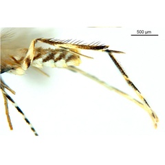 /filer/webapps/moths_gc/media/images/G/glochidiella_Diphtheroptila_HT_legs_ANIC.jpg