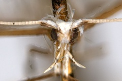 Acrocercops tristaniae