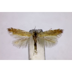 /filer/webapps/moths_gc/media/images/P/parisiella_Phyllonorycter_A_BMNH.jpg