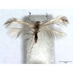 /filer/webapps/moths_gc/media/images/F/foliolosi_Phyllonorycter_A_WJDP.jpg