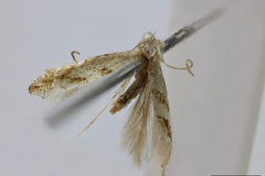 Phyllonorycter oxygrapta