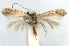 Sabulopteryx limosella