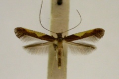 Caloptilia celtina