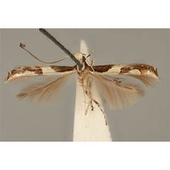 /filer/webapps/moths_gc/media/images/A/axinophora_Acrocercops_HT_ANIC31-010815_dorsal.jpg