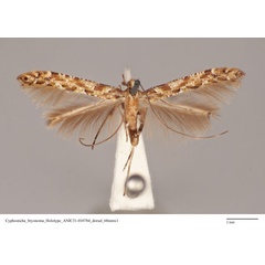 /filer/webapps/moths_gc/media/images/B/bryonoma_Caloptilia_ST_ANIC31-010784_dorsal.jpg