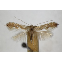 /filer/webapps/moths_gc/media/images/E/endryella_Phyllonorycter_A_ZSM_2.jpg