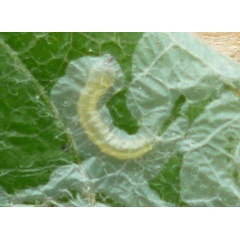 /filer/webapps/moths_gc/media/images/X/xenia_Phyllocnstis_ larva_Langmaid.jpg