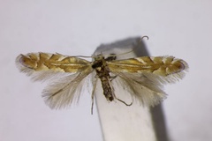 Phyllonorycter quercifoliella