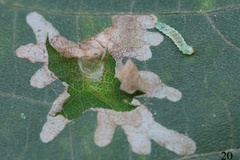 Liocrobyla lobata