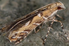 Acrocercops cocciferellum