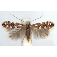 /filer/webapps/moths_gc/media/images/L/lantanella_Phyllonorycter_A_WJDP.jpg