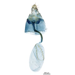 /filer/webapps/moths_gc/media/images/M/maculosa-Cuphodes_GF_ANIC-6266.jpg