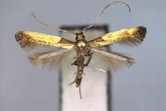 Caloptilia acericola