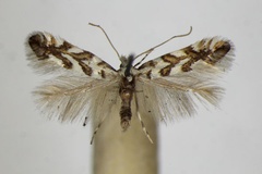 Phyllonorycter geniculella