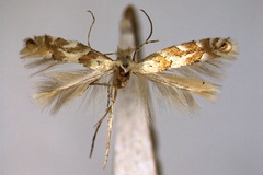 Phyllonorycter pastorella